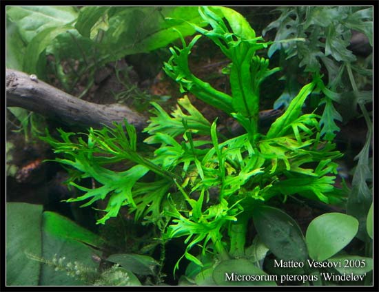 Microsorum_winde