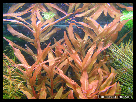 Nesaea_crassicaulis