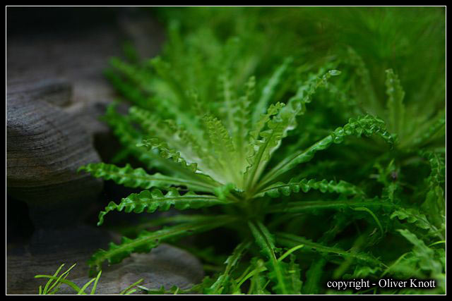 Pogostemon-helferi