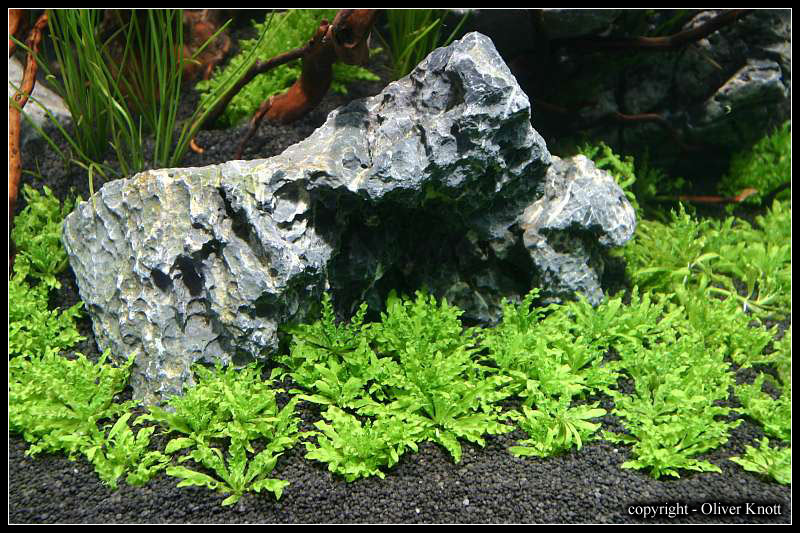 Pogostemon-helferi2