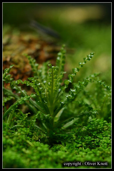 Pogostemon-helferi3