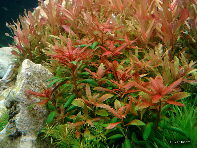 Proserpinaca
