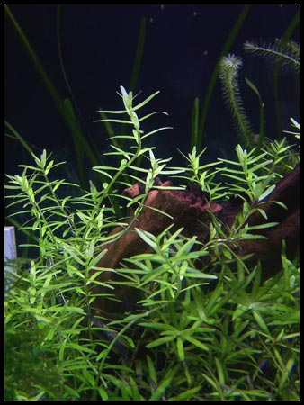 RotalaGreen