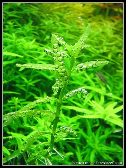 RotalaGreen2