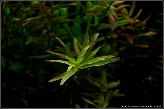 RotalaGreen3