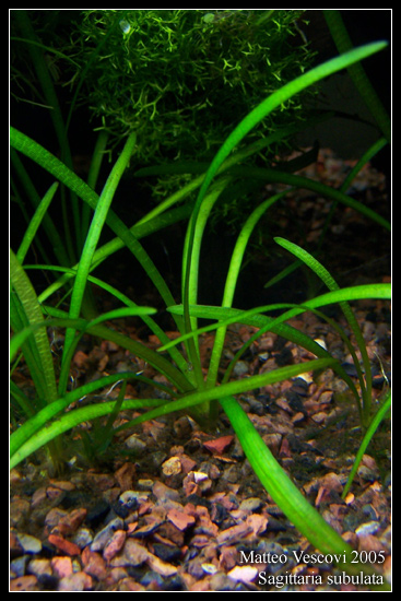 Sagittaria_subulata2