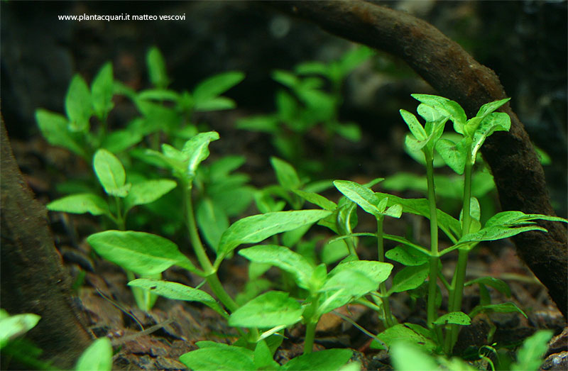 Staurogynerepens