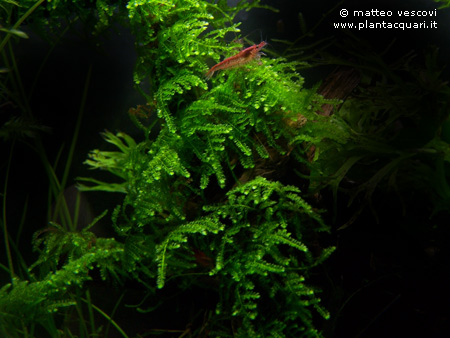 Weeping_Moss_Vesicularia_f2