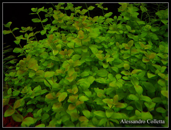 bacopa_australis