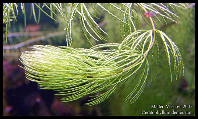 ceratophyllum_demersum
