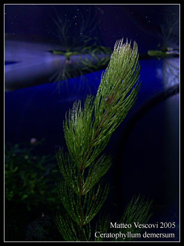ceratophyllum_demersum2