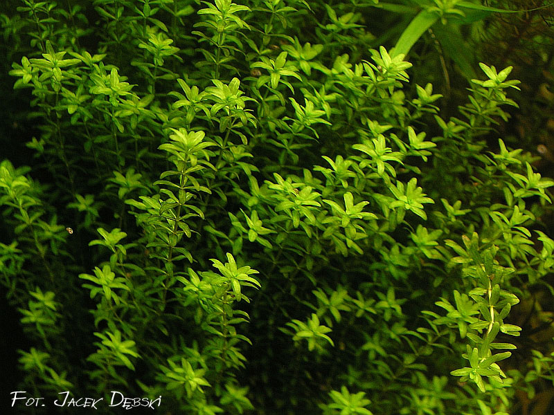 hemianthusmicranthemoides
