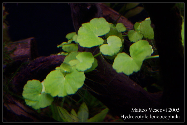 hydrocotyle_leucocephala