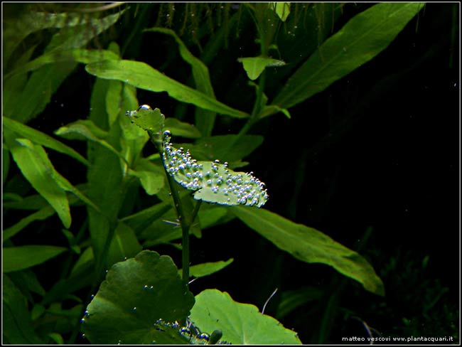 hydrocotyle_leucocephala2