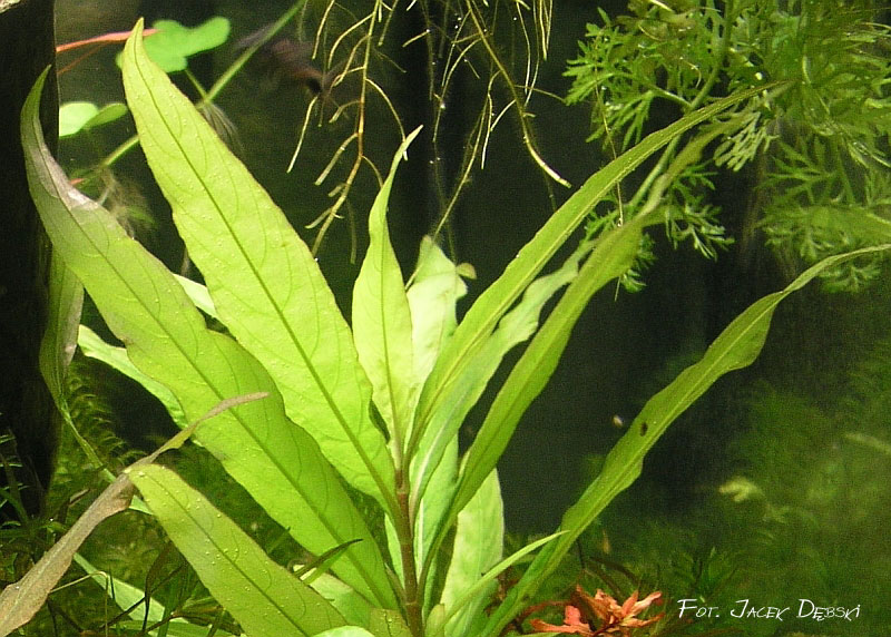 hygrophila_corymbosa