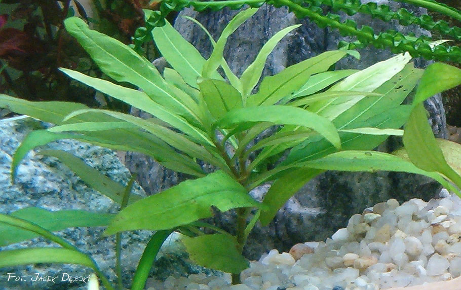 hygrophila_corymbosa2