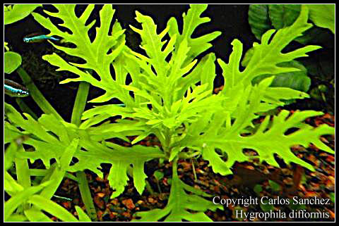 hygrophila_difformis