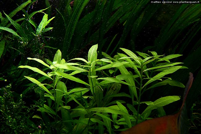 hygrophila_polysperma