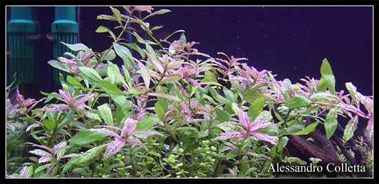 hygrophila_polysperma_rosen