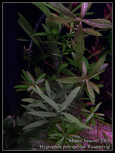 hygrophila_polysperma_rosen2