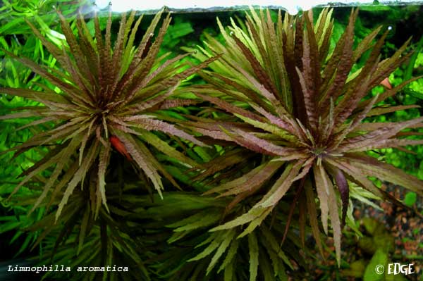 l_aromatica_top