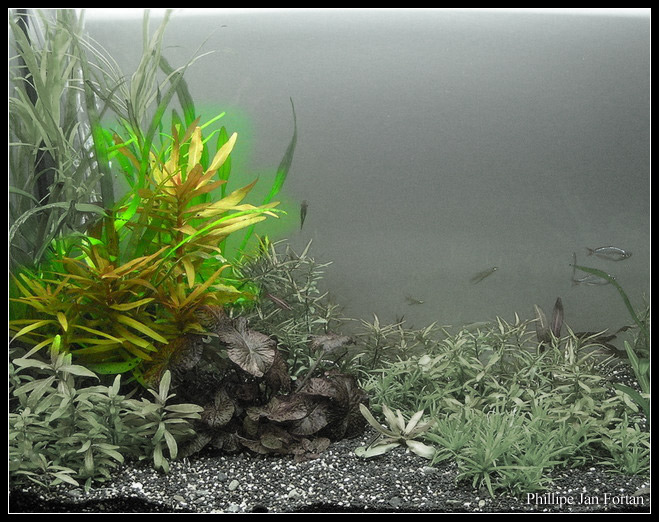 Ammania_gracilis