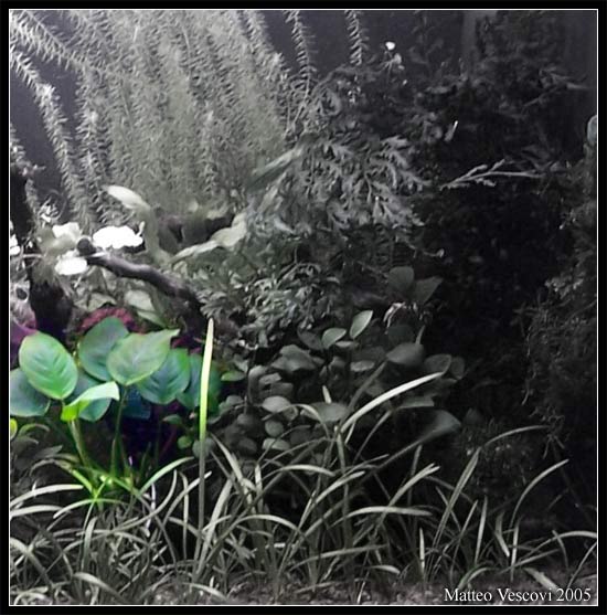 Anubias_barteri