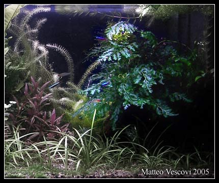 Bolbitis_heudelotii