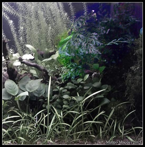 Bolbitis_heudelotii2