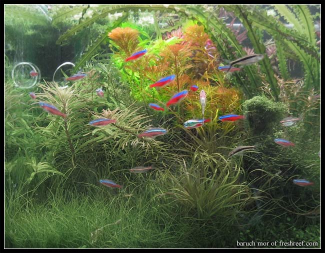 Cabomba_furcata