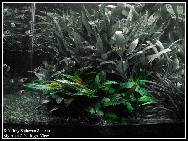 Cryptocoryne_wendtii_Tropic