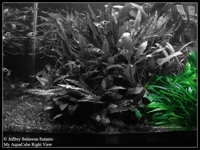 Cryptocoryne_willisii_lucen