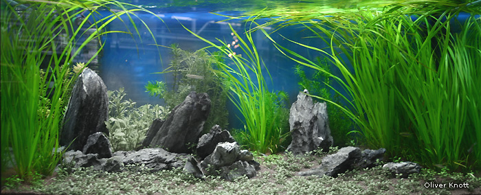 Cyperus