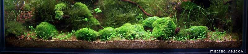 Dwarf