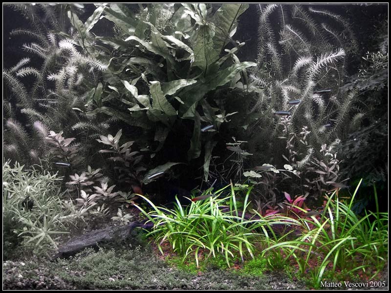 Echinodorus_angustifolius