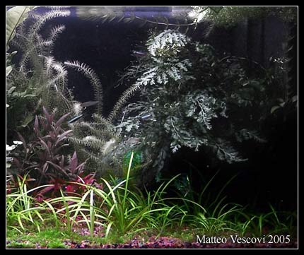 Echinodorus_angustifolius2