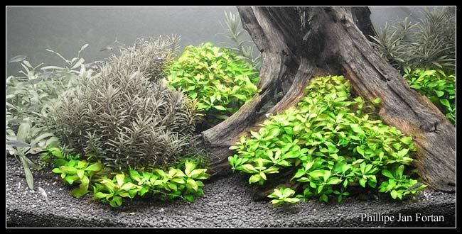 Ludwigia_repens2