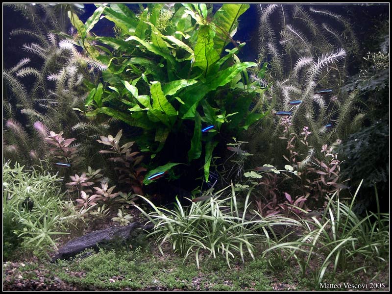 Microsorum_pteropus