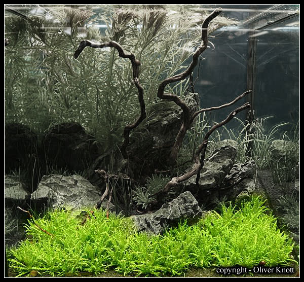 Pogostemon-helferi