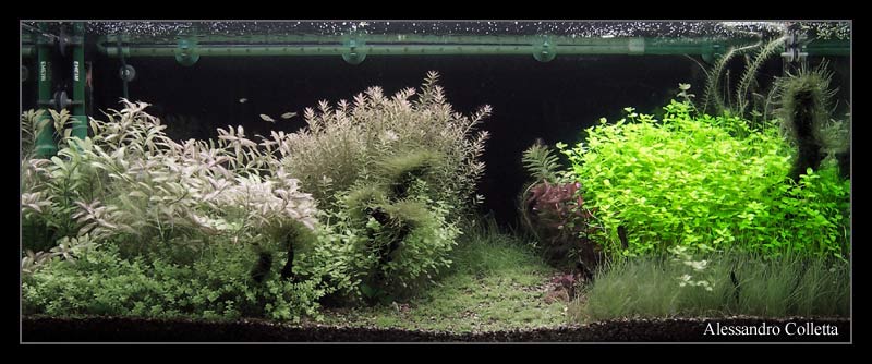 bacopa_australis