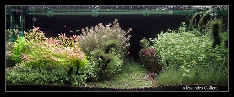 hygrophila_polysperma_rosen