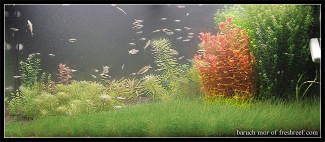 rotala_macrandra