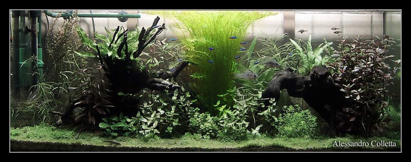 rotala_nanjenshan