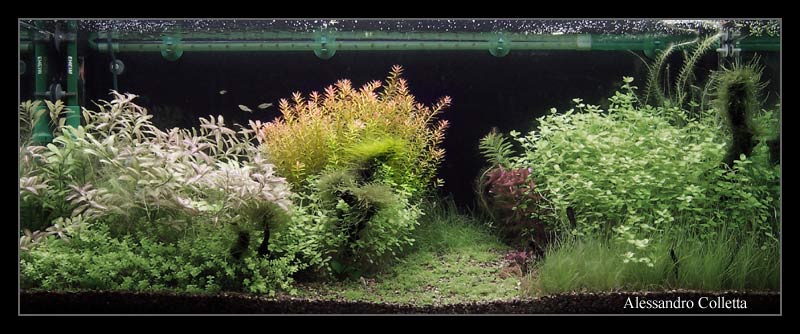 rotala_rotundifolia