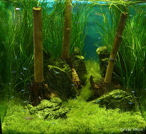 utricularia