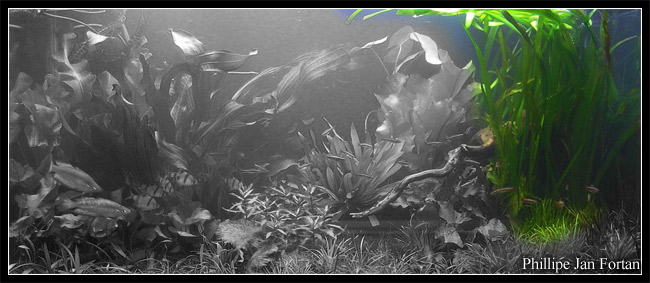 vallisneria_gigantea
