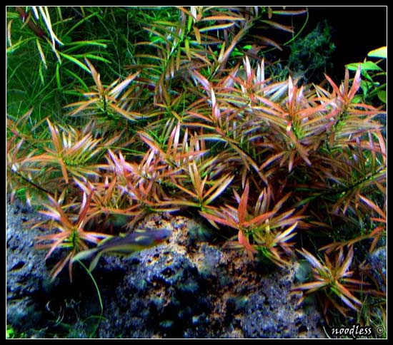 ludwarcuata