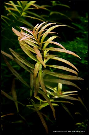ludwarcuata2