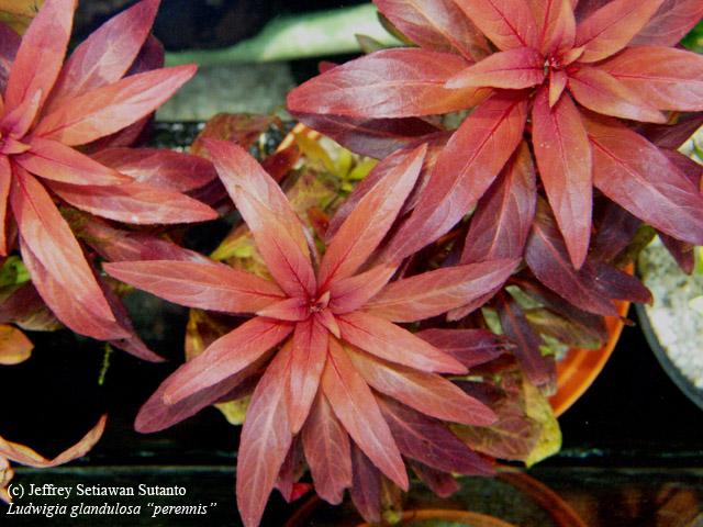 ludwigia_glandulosa_perennis