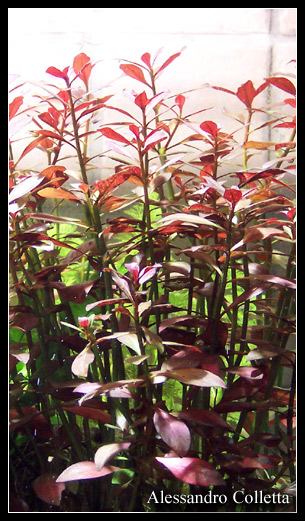 ludwigia_repens_rubin